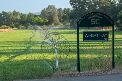 Shasta College Campus Wheat Field