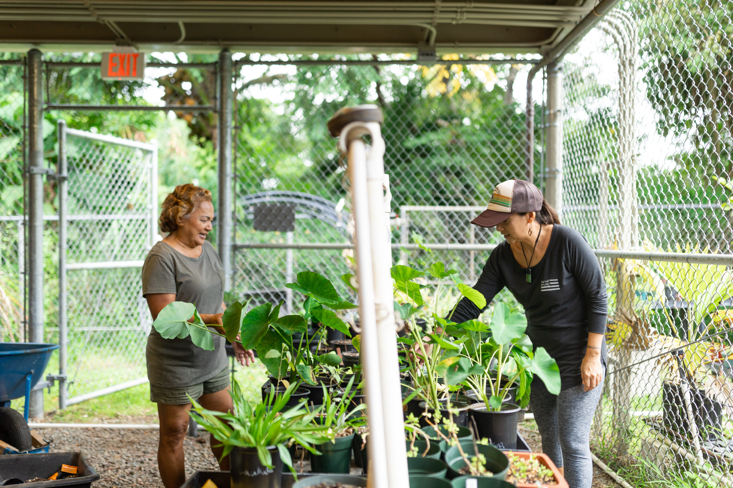 Sustainable Agriculture Green House at Windward Community College